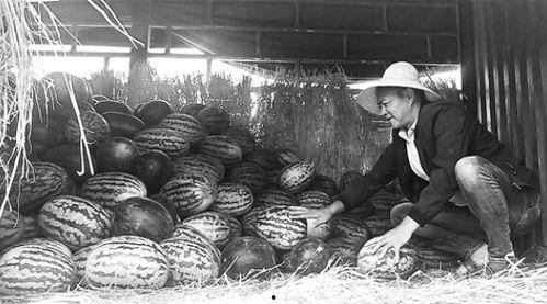 文安吃瓜群众,揭秘街头巷尾的热议焦点