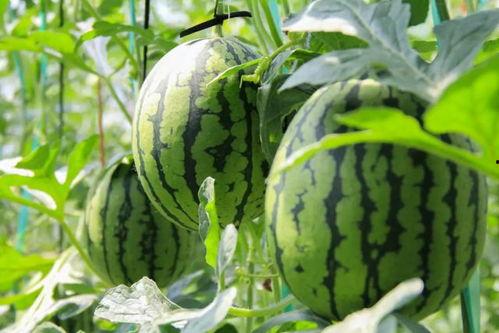 玫瑰西瓜吃瓜群众,吃瓜群众的趣味生活