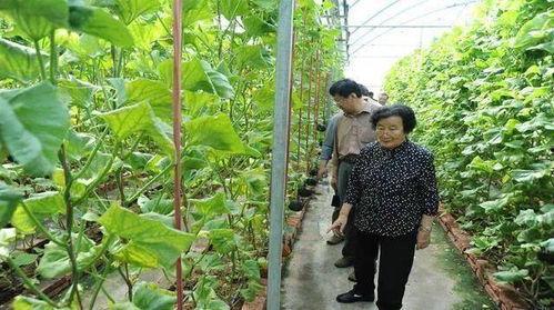 吃瓜群众东海水晶是真的吗,揭秘其真实面貌与市场传闻