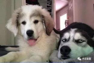 吃瓜群众二哈礼物图片表情包,吃瓜群众的欢乐源泉